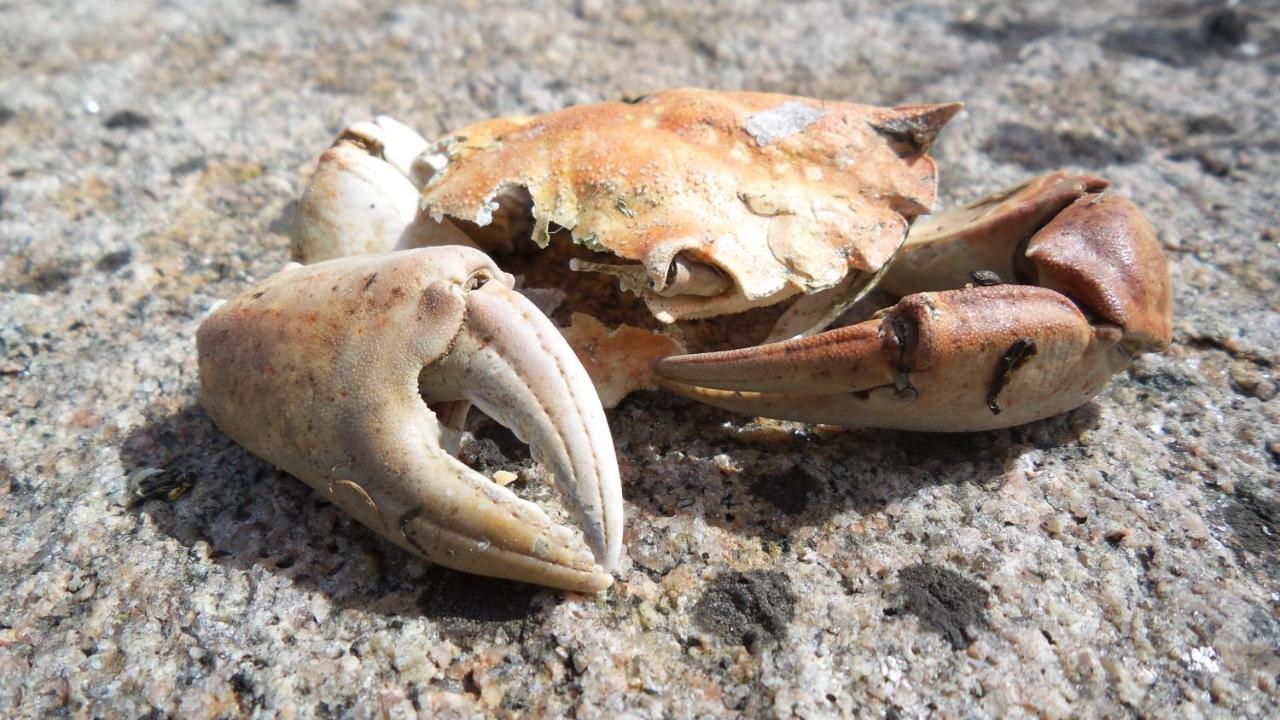 Hamburgoe, Hasselbacken 2 Lägenhet Hamburgsund Exteriör bild